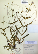 Anisocarpus madioides