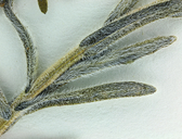 Anisocarpus scabridus