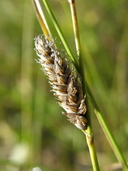 Photo of Carex lasiocarpa