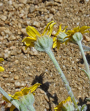Eriophyllum ambiguum var. paleaceum