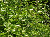 Viburnum ellipticum