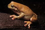 Litoria caerulea