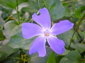 Vinca major