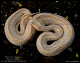 Albino Russel's Viper