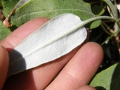 Arrow-leaf Wild Buckwheat