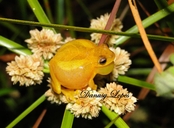 Dendropsophus minutus