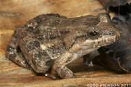 Leptodactylus melanonotus