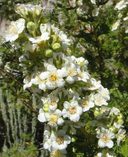 Chamaebatiaria millefolium