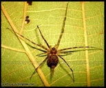 Two Tailed Spider