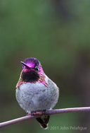 Calypte anna