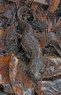 Dicamptodon ensatus