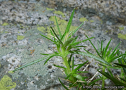 Linanthus jaegeri