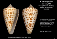 Conus spuriusi