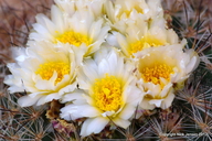 Simpson's Pincushion Cactus