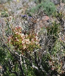 Menodora spinescens var. mohavensis