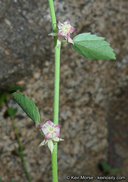 Ayenia compacta
