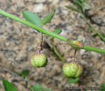 Ayenia compacta