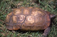 Hingeback Tortoise