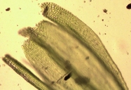 Homalothecium pinnatifidum