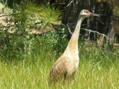 Greater Sandhill Crane