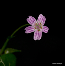 Claytonia sibirica