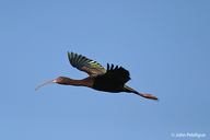 Plegadis chihi
