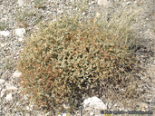 Eriogonum heermannii var. floccosum