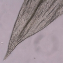 Homalothecium arenarium