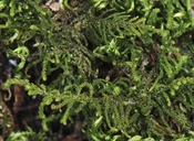 Claopodium bolanderi