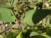 Salvia elegans var. sonorensis