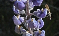 Lupinus argenteus var. meionanthus