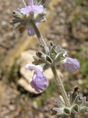 Salvia goldmanii