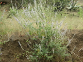 Salvia goldmanii