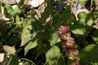 Salvia lasiocephala