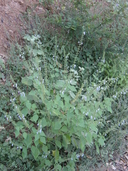Salvia longispicata