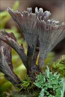 Thelephora caryophyllaea
