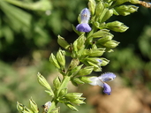 Salvia longispicata