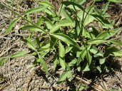 Salvia muscarioides