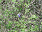 Salvia ballotiflora