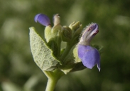 Salvia ballotiflora