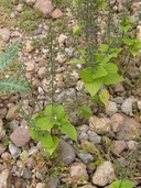 Salvia tiliaefolia