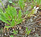 Chionophila jamesii