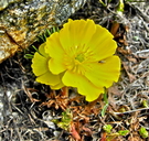 Ranunculus adoneus