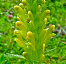 Pedicularis bracteosa var. paysoniana