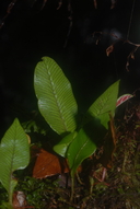 Elaphoglossum pellucidum