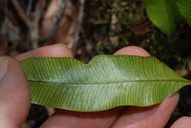 Elaphoglossum pellucidum