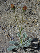 Hulsea vestita ssp. gabrielensis