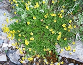Arnica lanceolata ssp. prima