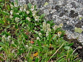 Salix arctica