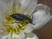 Elegant Blister Beetle